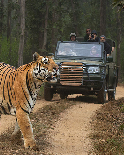 Attractions buffer safari