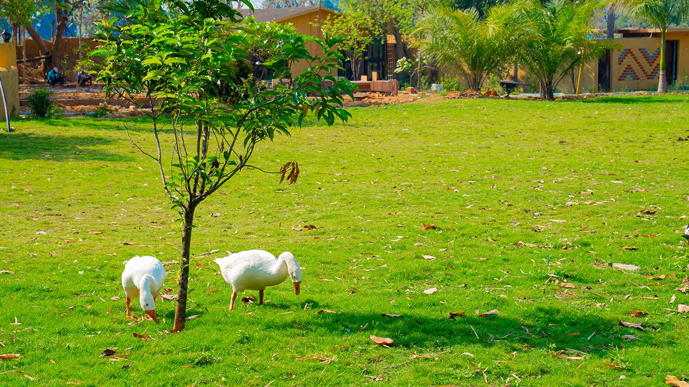 resort in kanha